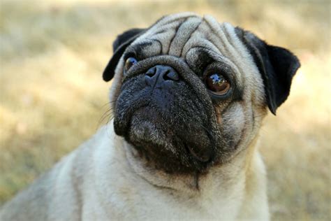 Pug Dog Breed Profile Temperament Care And Proscons