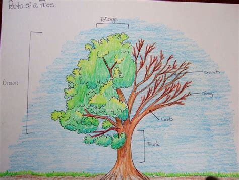 The Inspired Classroom Parts Of A Tree Science Poster Plant Science