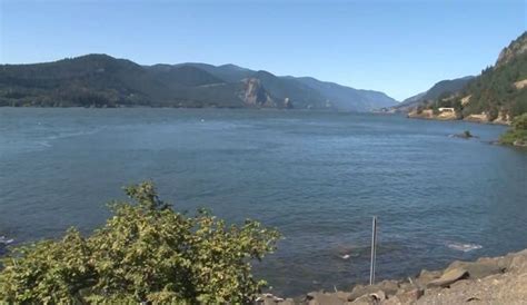 Calor Hace Que Mueran La Mitad De Salmones En El Río Columbia La