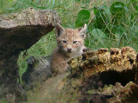 .الوز الكندي تصنيف الرخويات معلومات عن حيوان شفاط النمل حيوانات سيبيريا : Jeune lynx du Canada