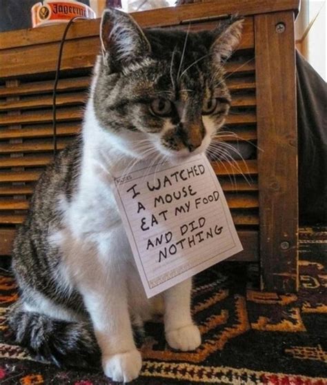 Cat Shaming Funny Cats Dump A Day