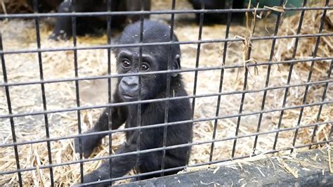 Baby Gorilla Kipande Chessington Zoo Youtube