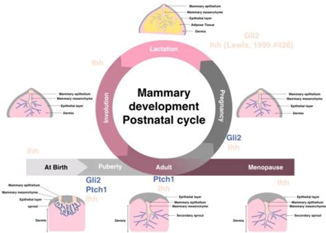 Postnatal Mammary Gland Development Is Composed Of Seve Open I