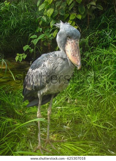 Bird Incredibly Large Nose Stock Photo Edit Now 625307018