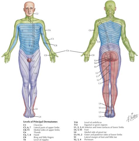 Dermatomes And Myotomes Human Anatomy Upper Body Dermatomes And Porn
