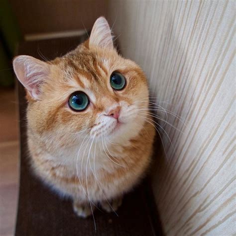 Meet Hosico Real Life Puss In Boots Bored Panda