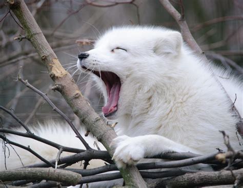 Heres How The Arctic Fox Adapted To The Cold While Staying Cute
