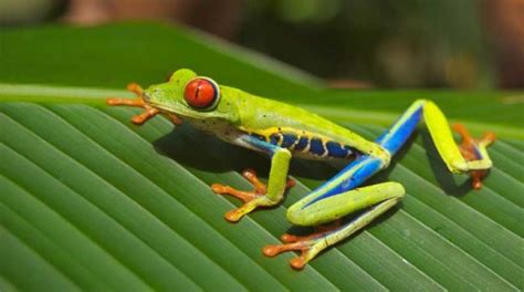 This means that they have a high biodiversity. What Is A Tropical Rainforest? Definition, Location ...