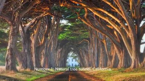 11 Real Awesome Trees Youtube