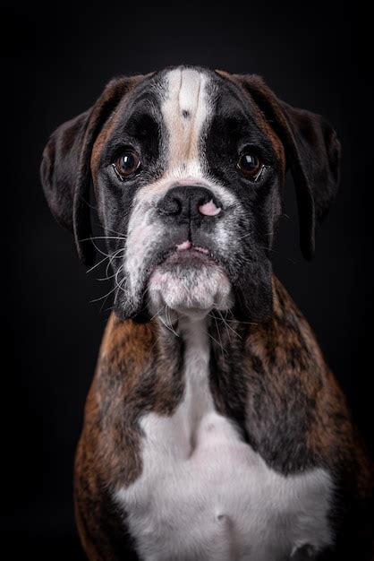 Premium Photo Portrait Of The Boxer Dog