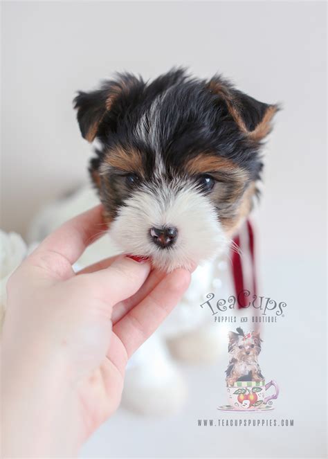 Biewer Yorkie Puppies For Sale Florida Teacups Puppies And Boutique