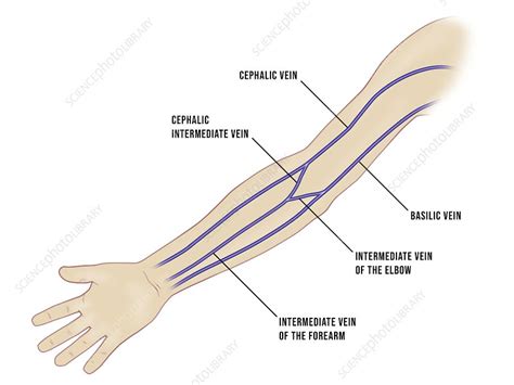 Venous Cannulation Sites In The Arm Illustration Stock Image C046