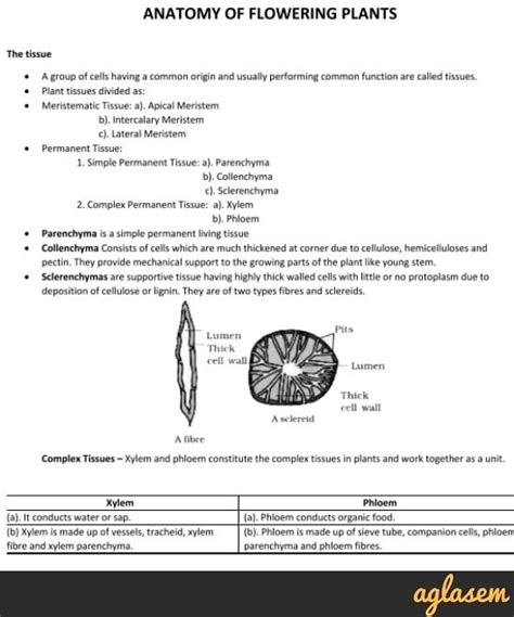 Important Notes Of Biology For Neet Anatomy Of Flowering Plants