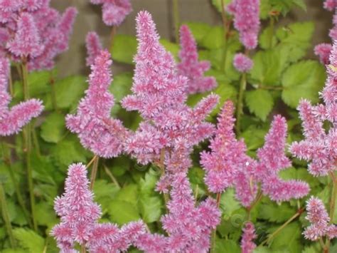 Photo Of The Bloom Of Dwarf Chinese Astilbe Astilbe Rubra Pumila