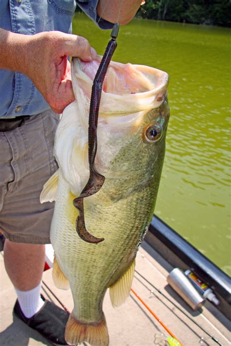 Top Ten Lures For Your Bass Of A Lifetime Fishingtips Bass Fishing