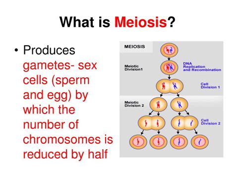 Ppt Meiosis Vocabulary Powerpoint Presentation Free 11628 Hot Sex Picture