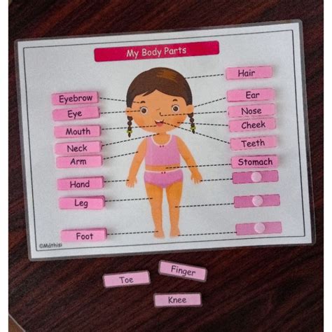 Educational Body Parts English Tagalog Chart For Chil