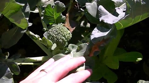 First Broccoli Harvest Fall 2013 Youtube
