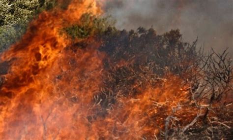 Σπίτια, χωράφια, περιουσίες και ζώα, κάηκαν. Ηλεία: Φωτιά σε δασική έκταση στην περιοχή Σμέρνα - Fosonline
