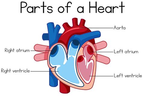 Parts Of Heart Diagram Stock Illustration Download Image Now