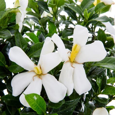 First Editions White Gardenia Flowering Shrub In 2 Gallon S Pot In