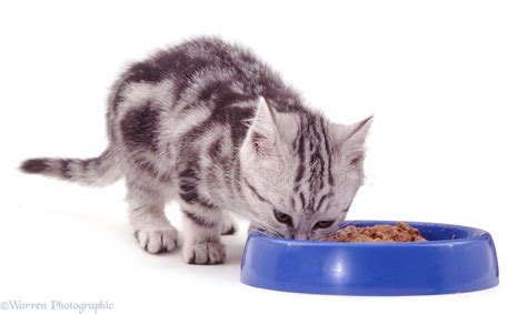Fruit, veggies, nuts, and potatoes also contain carbohydrates. Can Cats Eat Oatmeal and What Are The Benefits for Cats ...