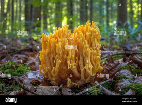 Forest Mushroom Golden Yellow Coral Ramaria Aurea Goatee Bavaria