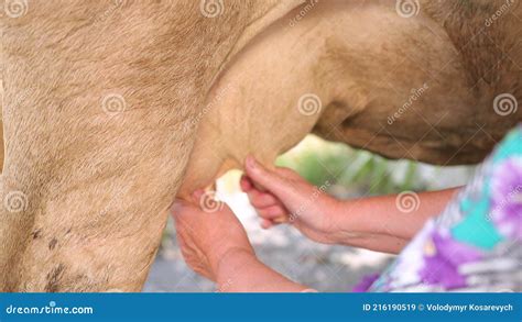 Frauen Melken Ein Kuh Euter In Nahaufnahme Handgemachte