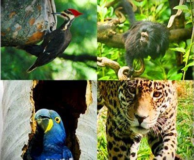 Animais da Amazônia Em Extinção Mundo Ecologia