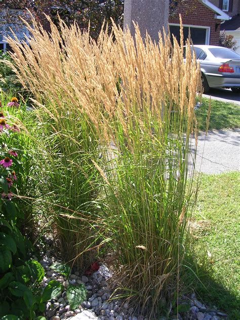 Karl Foerster Feather Reed Grass 4 5 Tall 2 3 Wide