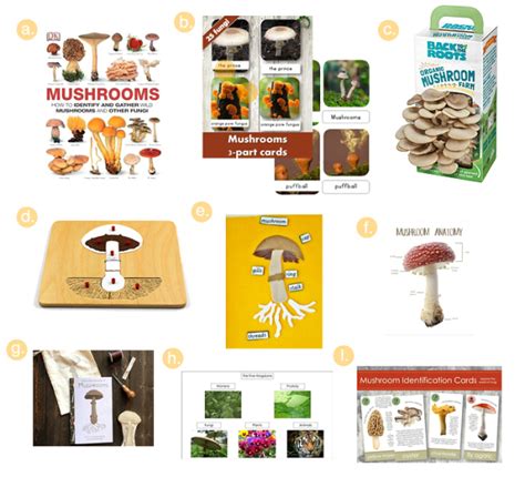 Fungus Kingdom Chart Complete Set Fungus Kingdom Printable
