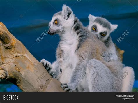 Two Funny Lemurs Image And Photo Free Trial Bigstock
