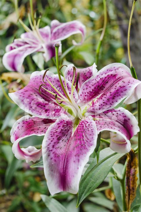 Purple Lilies In Garden Stock Photo Royalty Free Freeimages