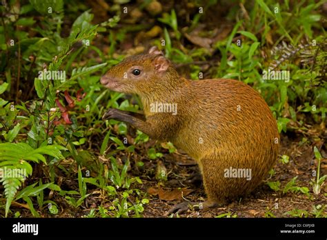 Central American Agouti Dasyprocta Punctata Costa Rica Tropical