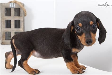 Puppies, small standard breeder in florida of dachshund puppy/puppies, standard dachshunds,standard doxies/doxie, standard breeder of dachshundspuppies that are for sale are on the dachshund puppy page. Mae: Dachshund puppy for sale near Ft Myers / SW Florida ...