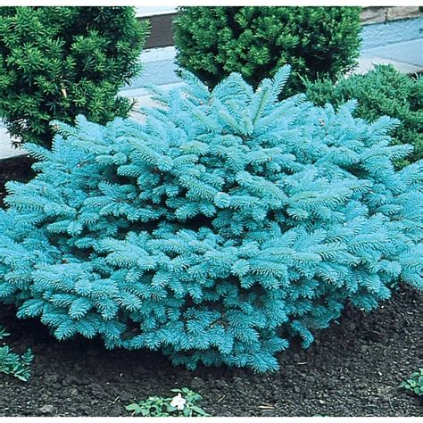 Shop 964 Gallon Blue Globosa Spruce Feature Tree L4100 At