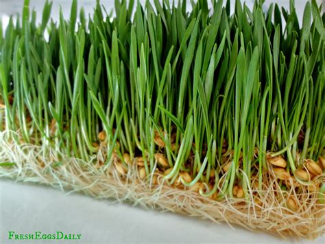 Overall, what matters in growing new grass is to ensure quality soil and to irrigate properly. Growing Sprouted Fodder for your Chickens plus Chick Fodder Cakes | Fresh Eggs Daily®