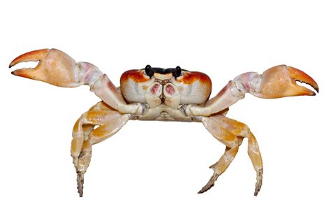 Crab Isolated Free Stock Photo Public Domain Pictures
