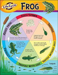 Trend Enterprises Inc T 38152 Chart Life Cycle Of A Frog Amazon Ca