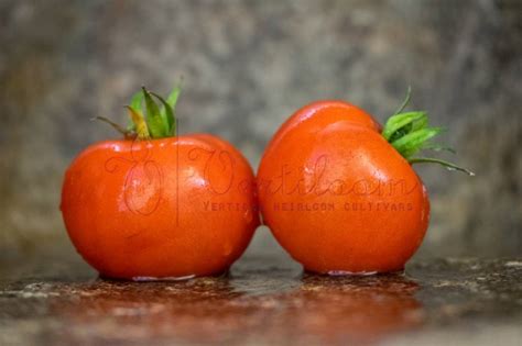Burbank Tomato Vertiloom