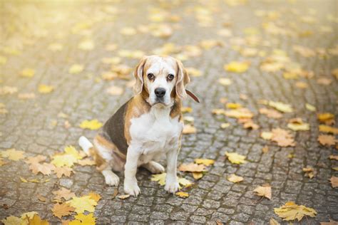 776757 Dogs Autumn Beagle Rare Gallery Hd Wallpapers