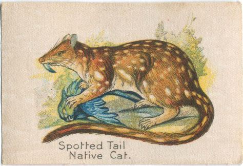 Spotted Tail Native Cat Nypl Digital Collections