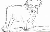 Buffalo Coloring Water Asian Domestic Template Printable Coloringpages101 Sketch sketch template