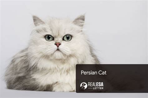 Persian Cat Breed History Characteristics And Care