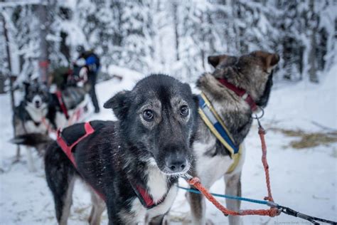 Dog Sledding In Lapland Finding The Universe