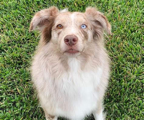 Australian Shepherd Breed Info Guide Facts And Pictures