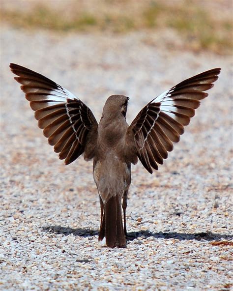 Natural Austerity Common Bird Profile Northern Mockingbird
