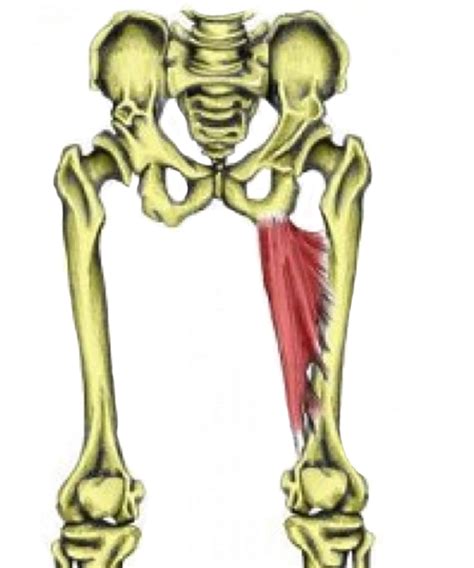 This is also known as the medial compartment of the thigh that consists of the adductor muscles of the hip or the groin muscles. Hip & Groin Muscles - TeachPE.com