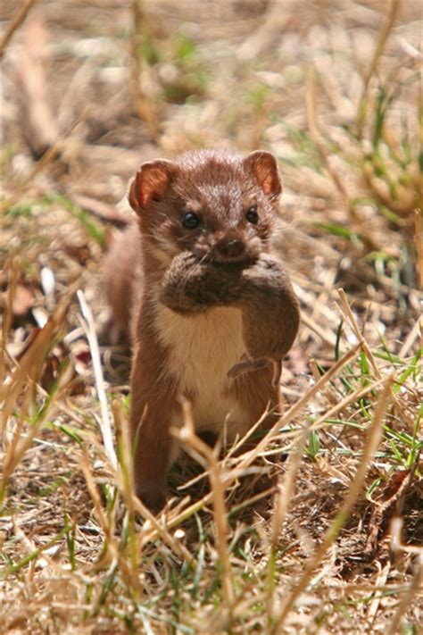 17 Best Images About Weasels On Pinterest Determination