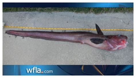 Bizarre Fish Caught Off Pensacola Pier Florida Earth Changes